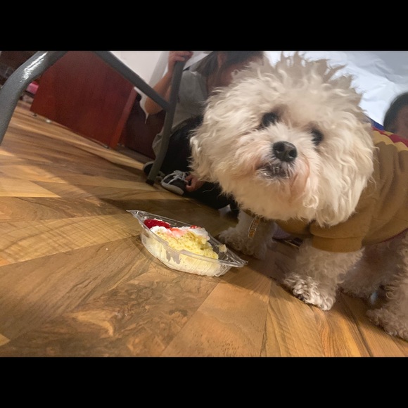 Meet your Posher, Ruby - Picture 1 of 1